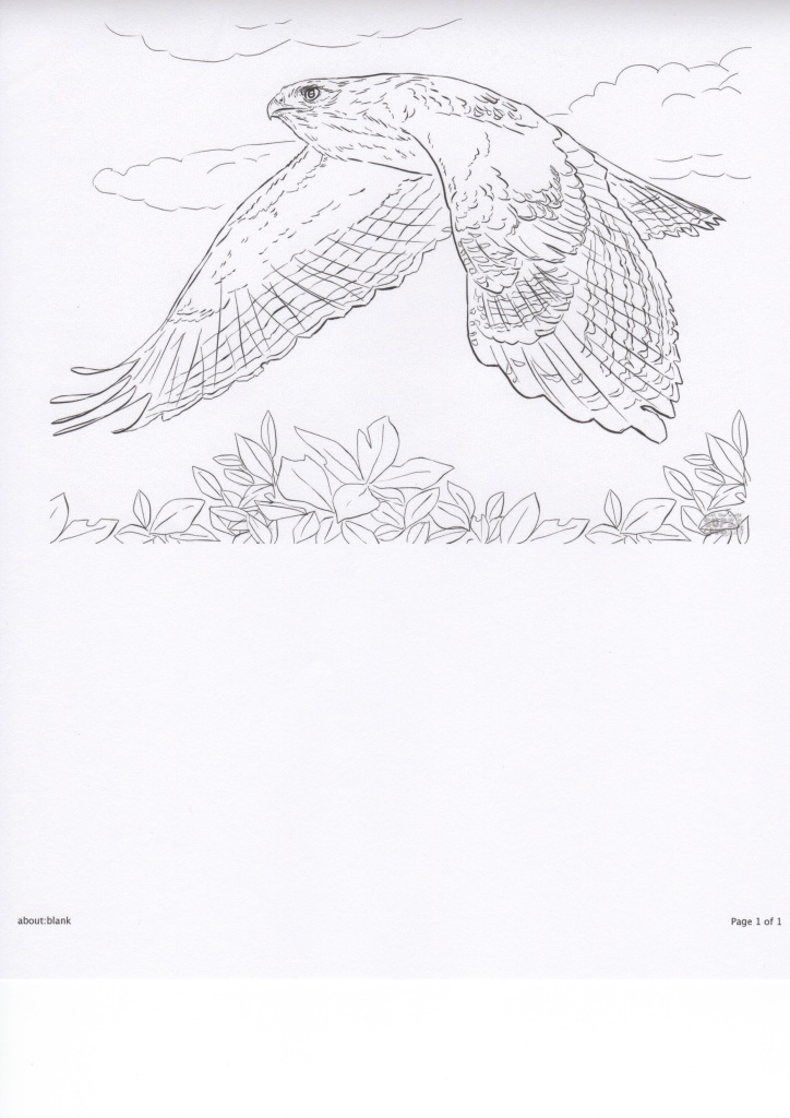 Hawk in Flight-coloring